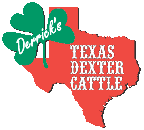 Derrick's Texas Dexter Cattle.