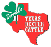 Derrick's Texas Dexter Cattle.